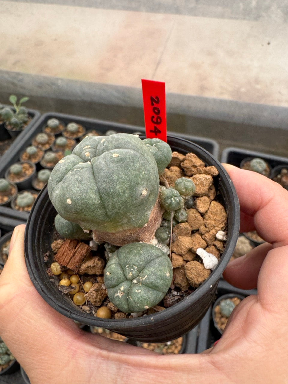 Lophophora williamsii – Peyote Cactus (3-4 cm, Own Root)