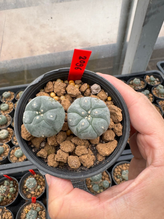 Lophophora williamsii – Peyote Cactus (3-4 cm, Own Root)