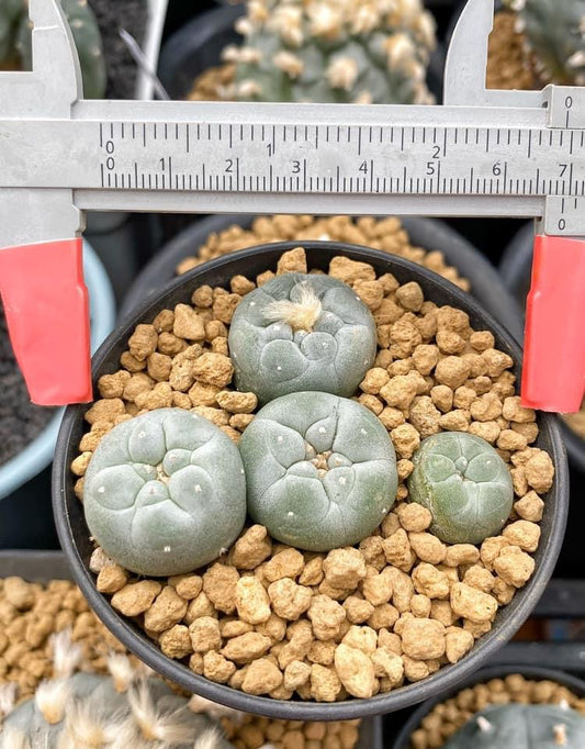 Lophophora Fricii oobi size 3-4 cm own root