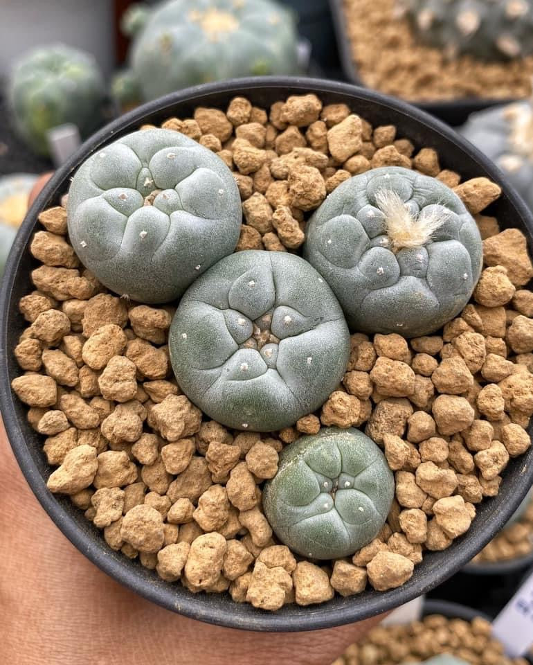 Lophophora Fricii oobi size 3-4 cm own root