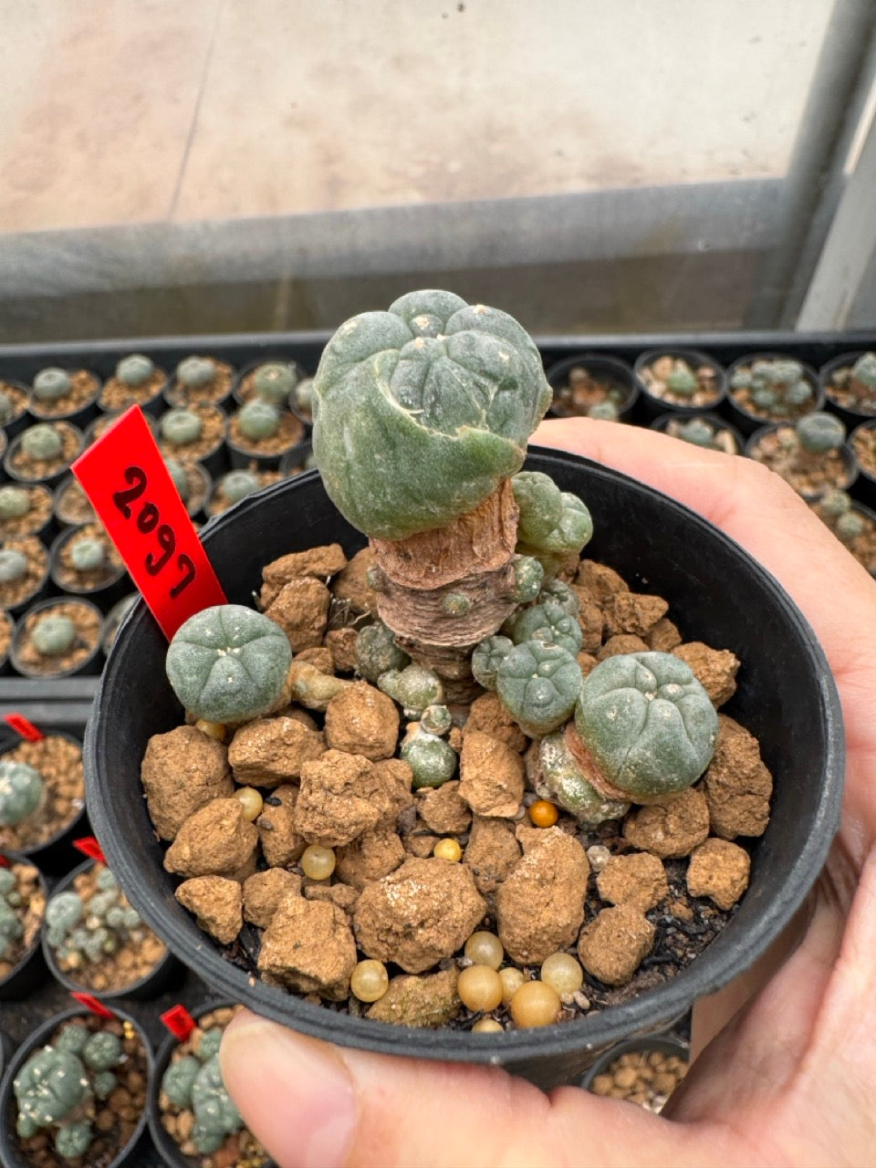 Lophophora williamsii – Peyote Cactus (3-4 cm, Own Root)
