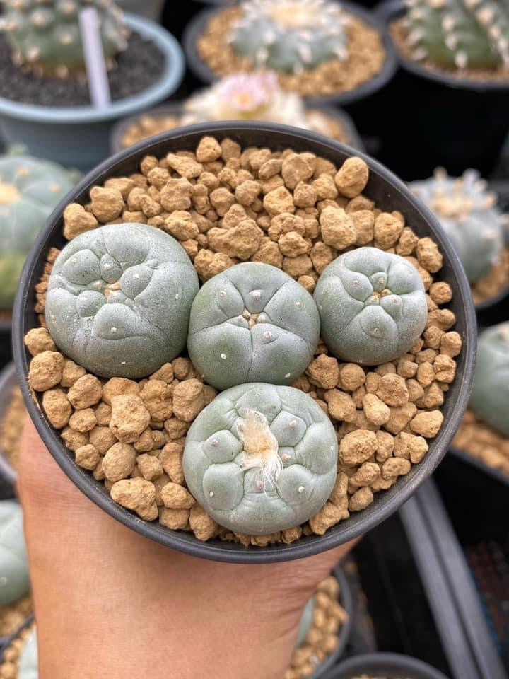 Lophophora Fricii oobi size 3-4 cm own root