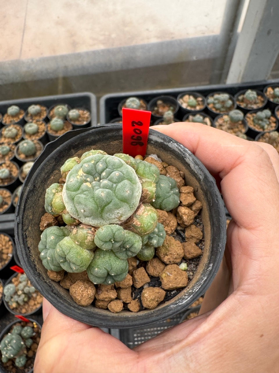 Lophophora williamsii – Peyote Cactus (3-4 cm, Own Root)