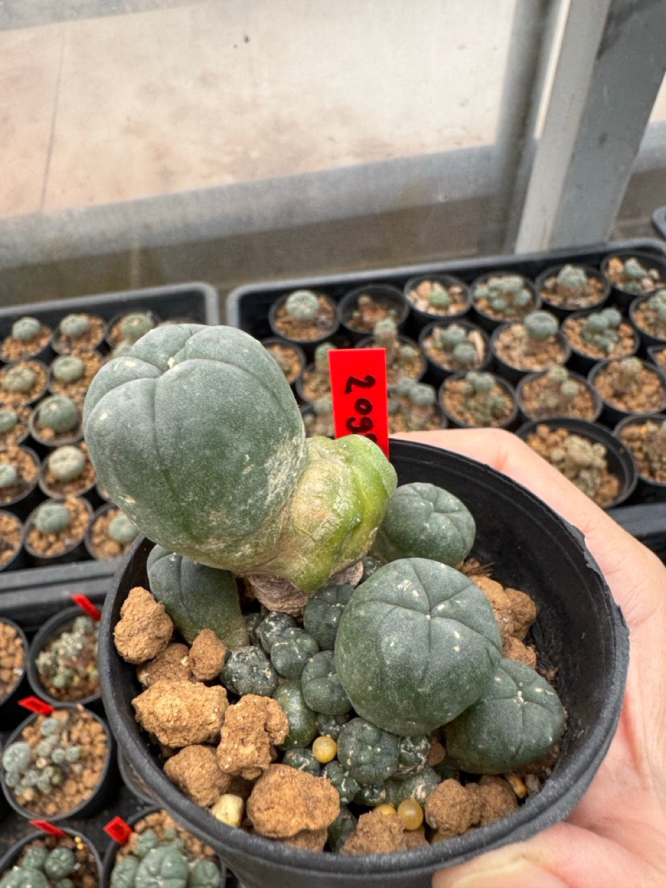 Lophophora williamsii – Peyote Cactus (3-4 cm, Own Root)