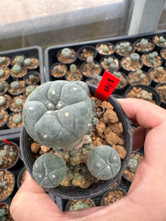 Lophophora williamsii – Peyote Cactus (3-4 cm, Own Root)