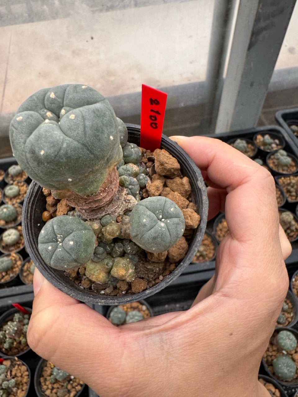 Lophophora williamsii – Peyote Cactus (3-4 cm, Own Root)