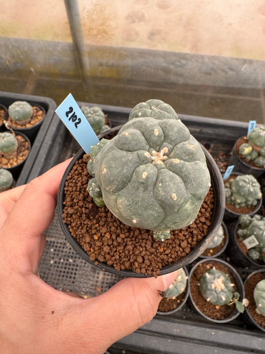 Lophophora williamsii – Peyote Cactus (3-4 cm, Own Root)