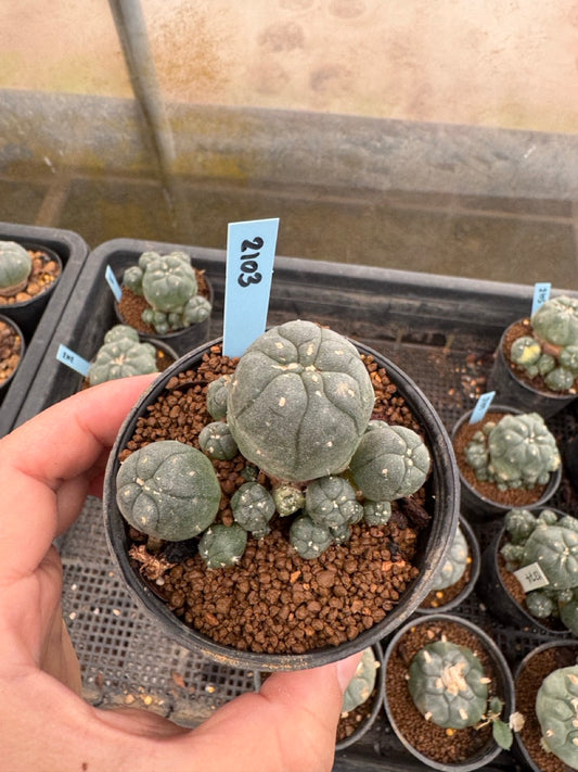 Lophophora williamsii – Peyote Cactus (3-4 cm, Own Root)