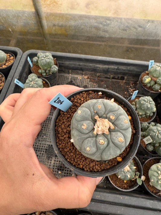 Lophophora williamsii – Peyote Cactus (3-4 cm, Own Root)