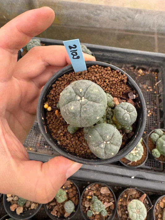 Lophophora williamsii – Peyote Cactus (3-4 cm, Own Root)