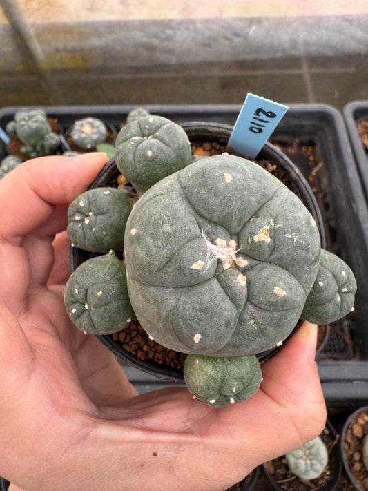 Lophophora williamsii – Peyote Cactus (3-4 cm, Own Root)