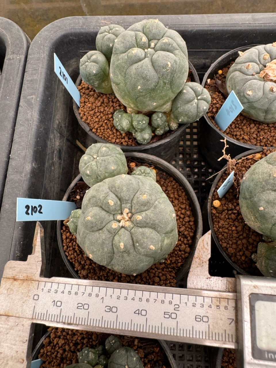 Lophophora williamsii – Peyote Cactus (3-4 cm, Own Root)