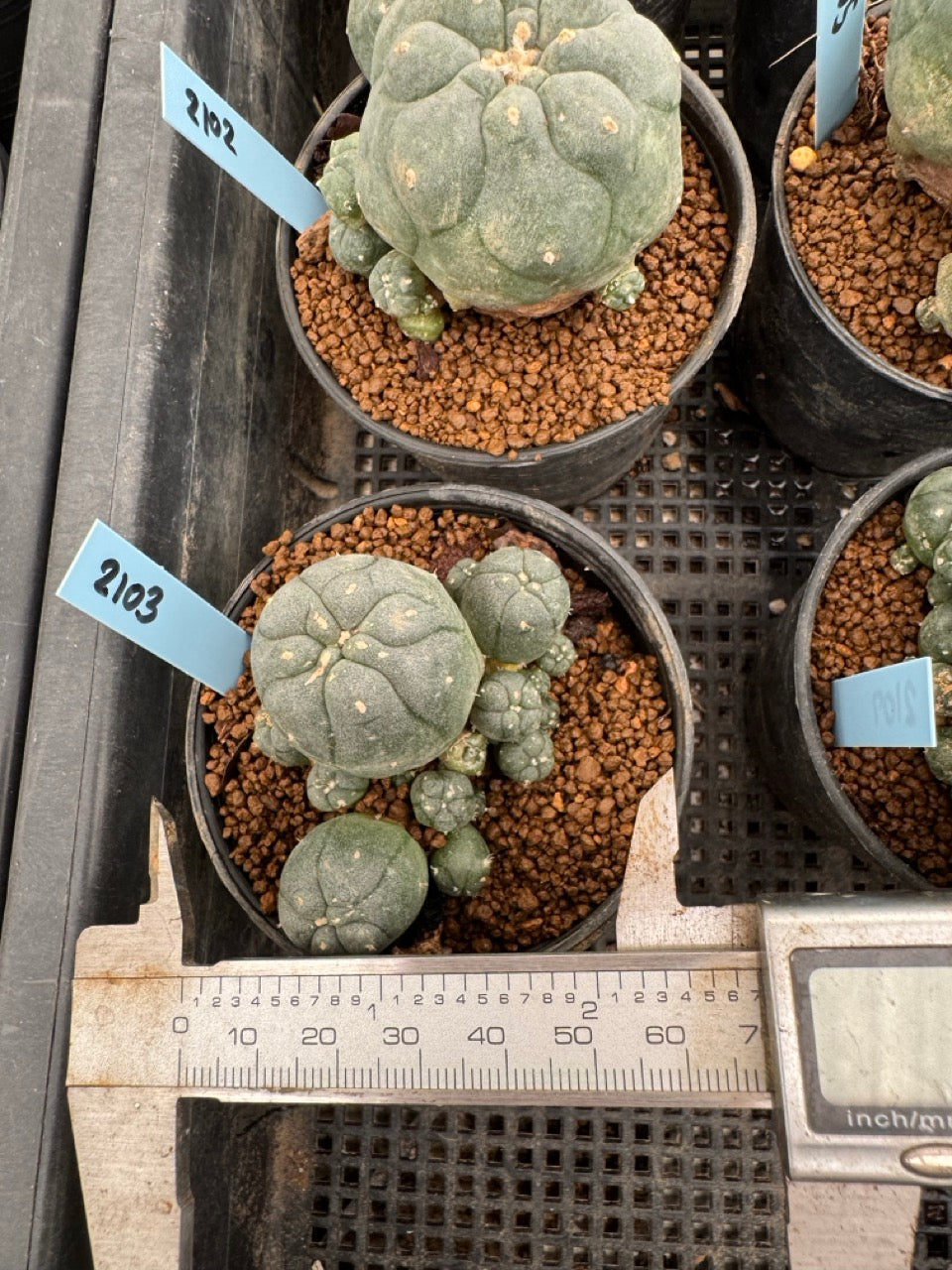Lophophora williamsii – Peyote Cactus (3-4 cm, Own Root)