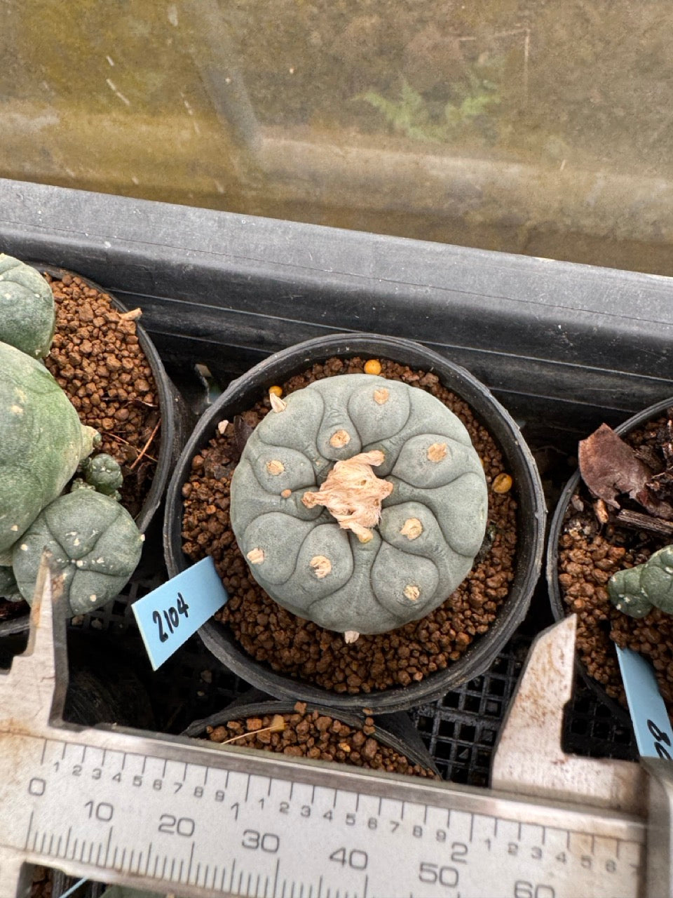 Lophophora williamsii – Peyote Cactus (3-4 cm, Own Root)