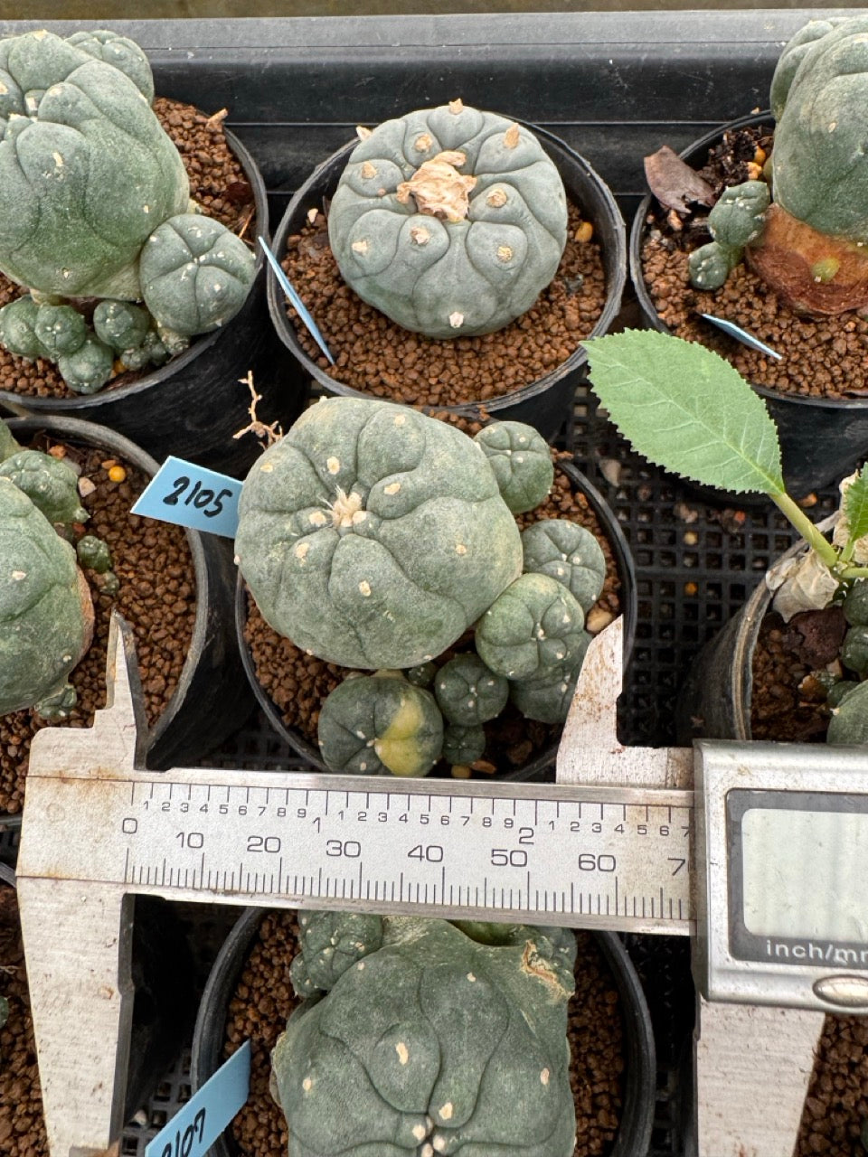 Lophophora williamsii – Peyote Cactus (3-4 cm, Own Root)