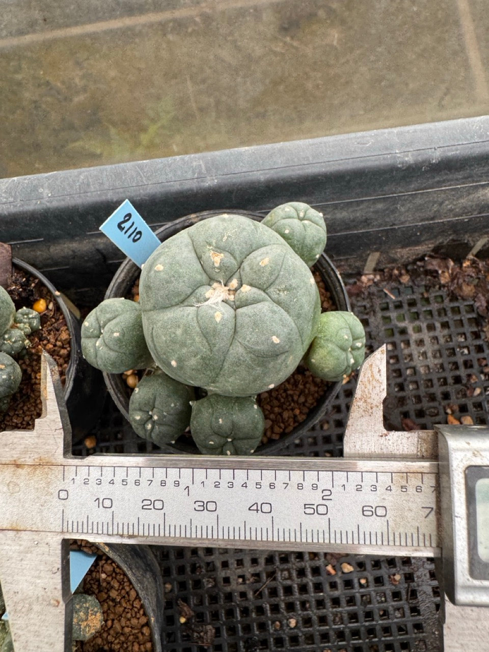 Lophophora williamsii – Peyote Cactus (3-4 cm, Own Root)