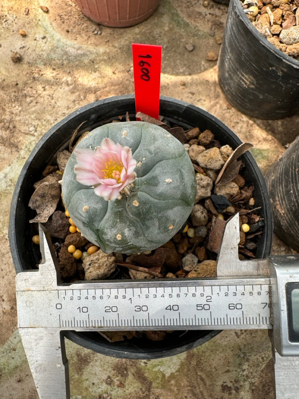 Lophophora williamsii – Peyote Cactus (6–7 cm, Own Root)