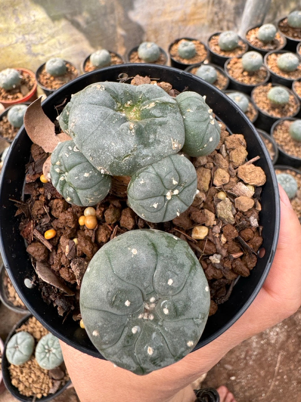 Lophophora williamsii – Peyote Cactus (6–7 cm, Own Root)