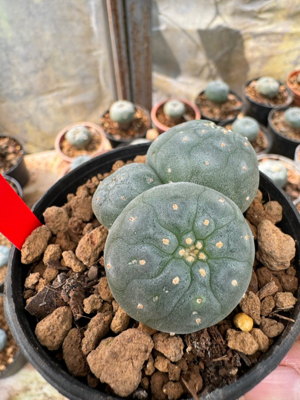 Lophophora williamsii – Peyote Cactus (6–7 cm, Own Root)