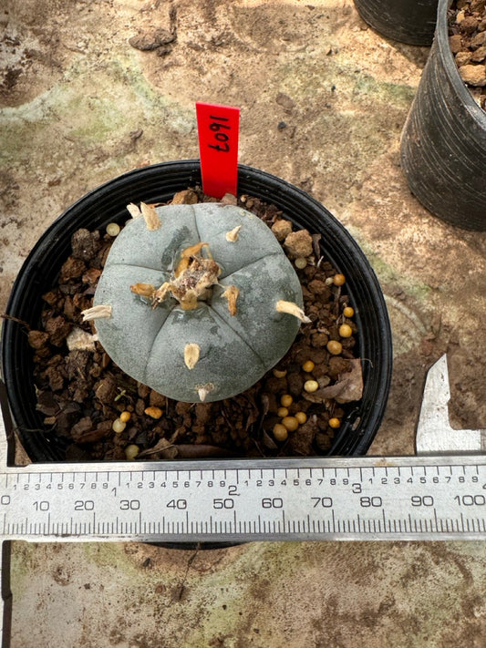 Lophophora williamsii – Peyote Cactus (6–7 cm, Own Root)