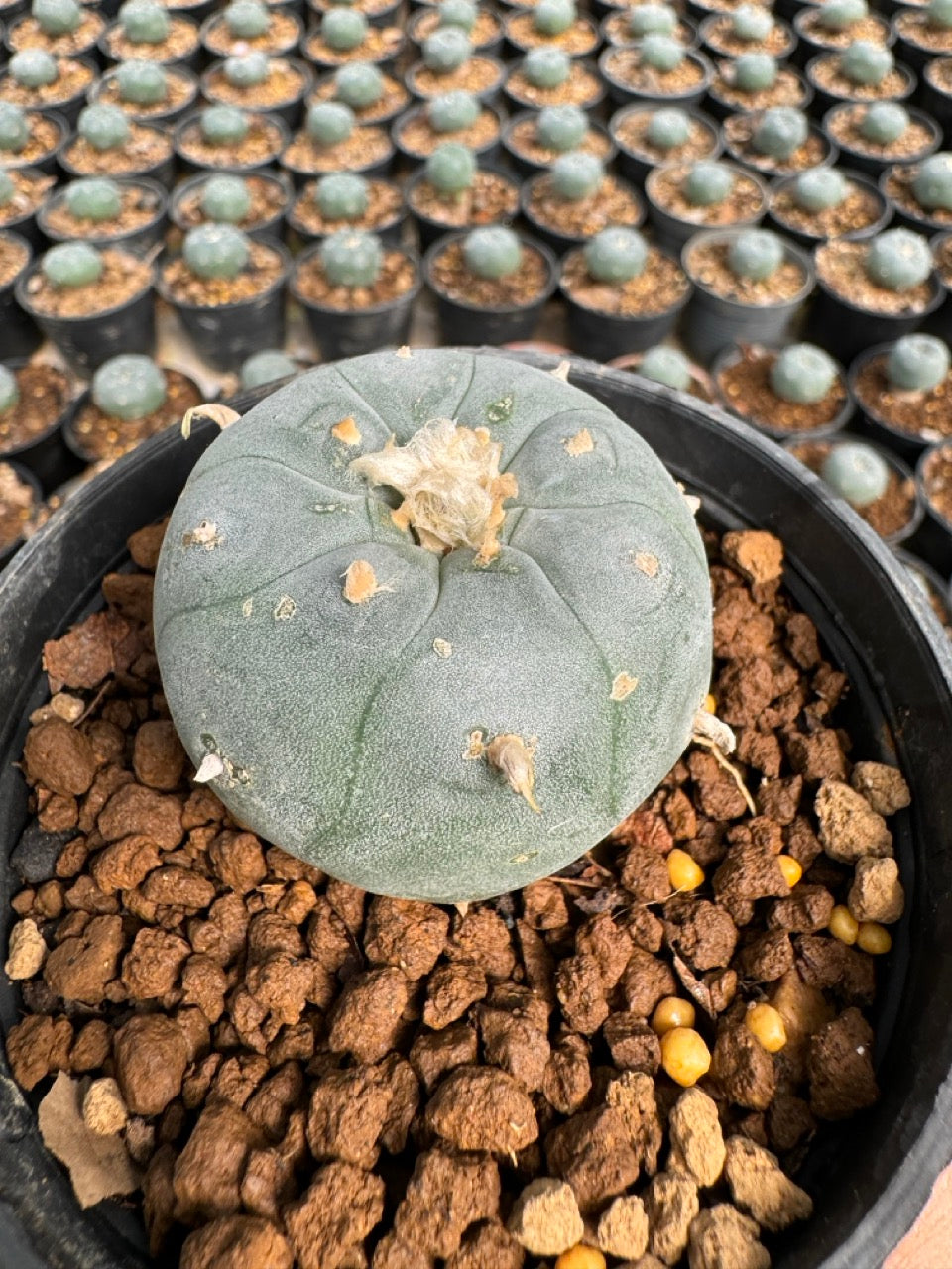 Lophophora williamsii – Peyote Cactus (6–7 cm, Own Root)