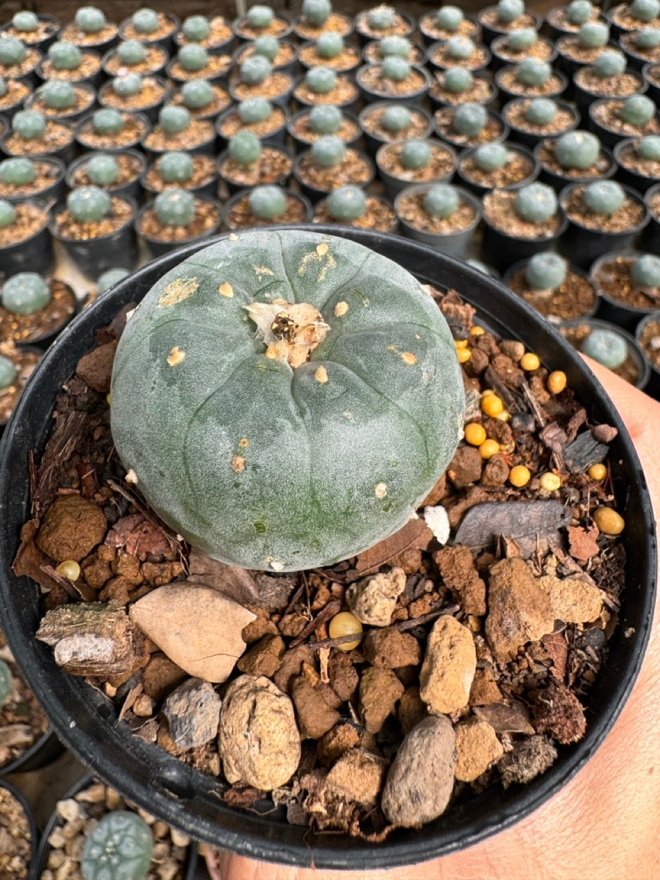 Lophophora williamsii – Peyote Cactus (6–7 cm, Own Root)