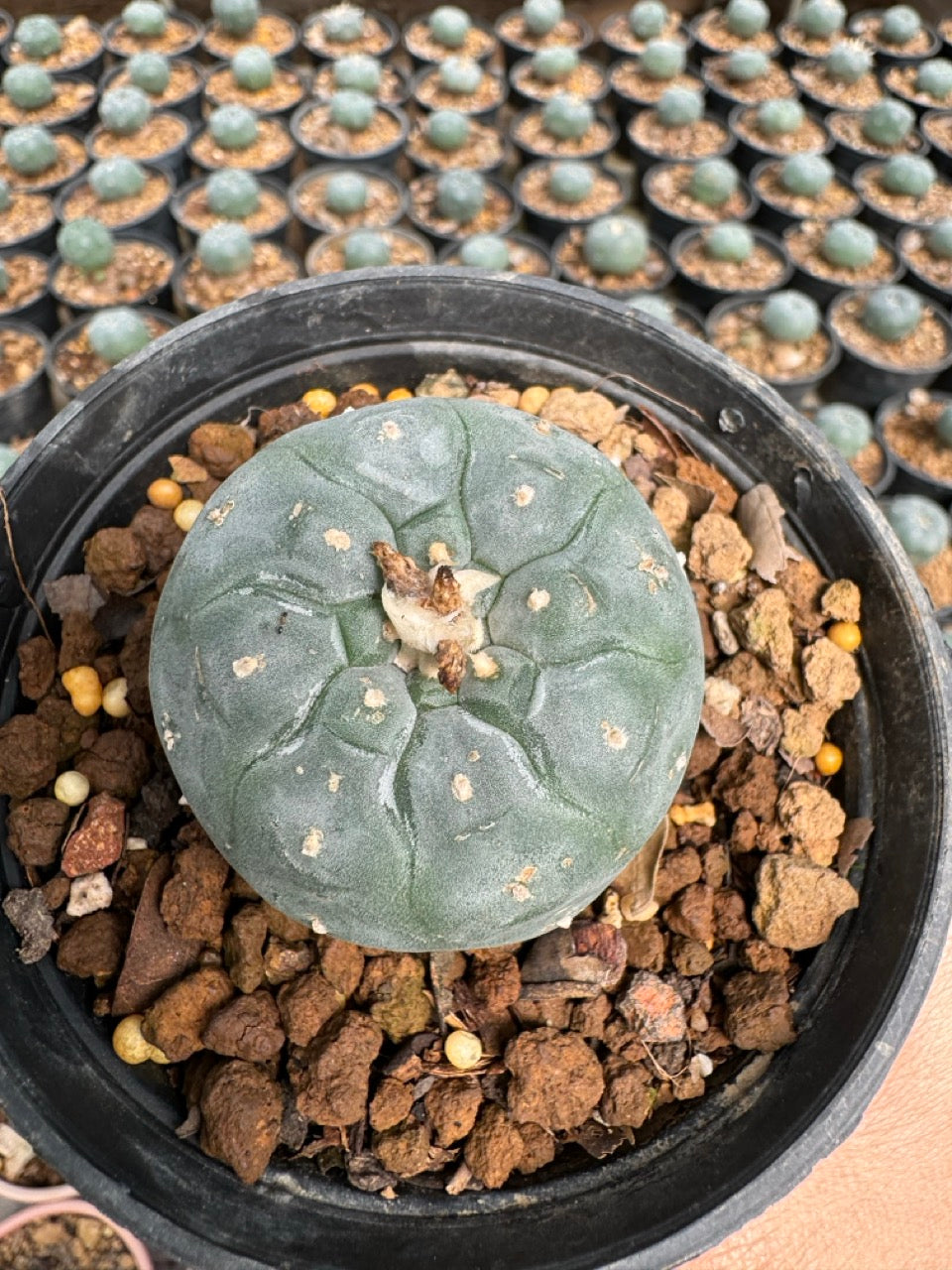 Lophophora williamsii – Peyote Cactus (6–7 cm, Own Root)