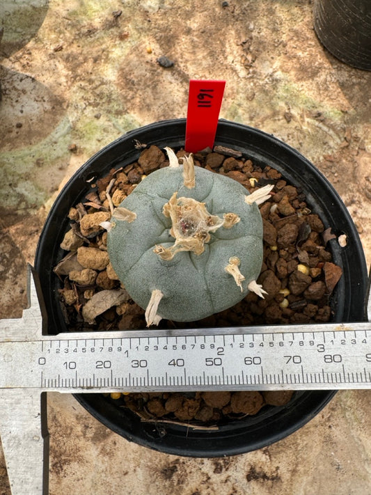 Lophophora williamsii – Peyote Cactus (6–7 cm, Own Root)