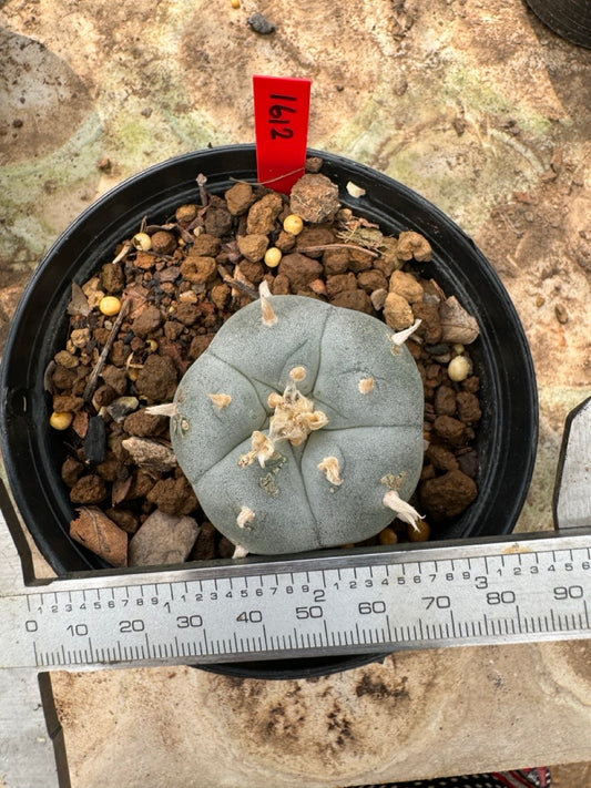 Lophophora williamsii – Peyote Cactus (6–7 cm, Own Root)