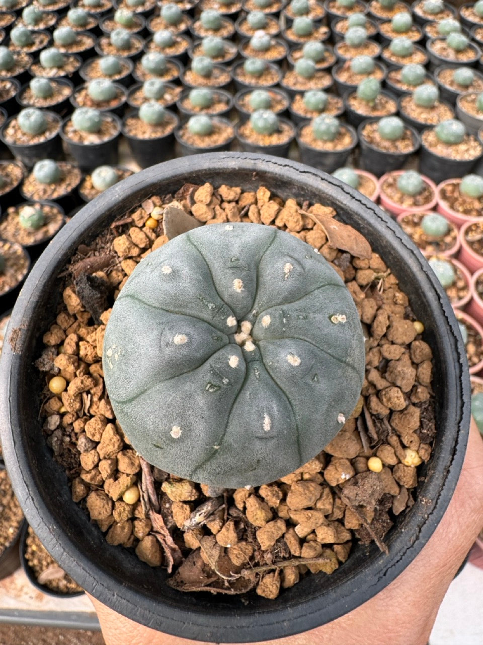 Lophophora williamsii – Peyote Cactus (6–7 cm, Own Root)