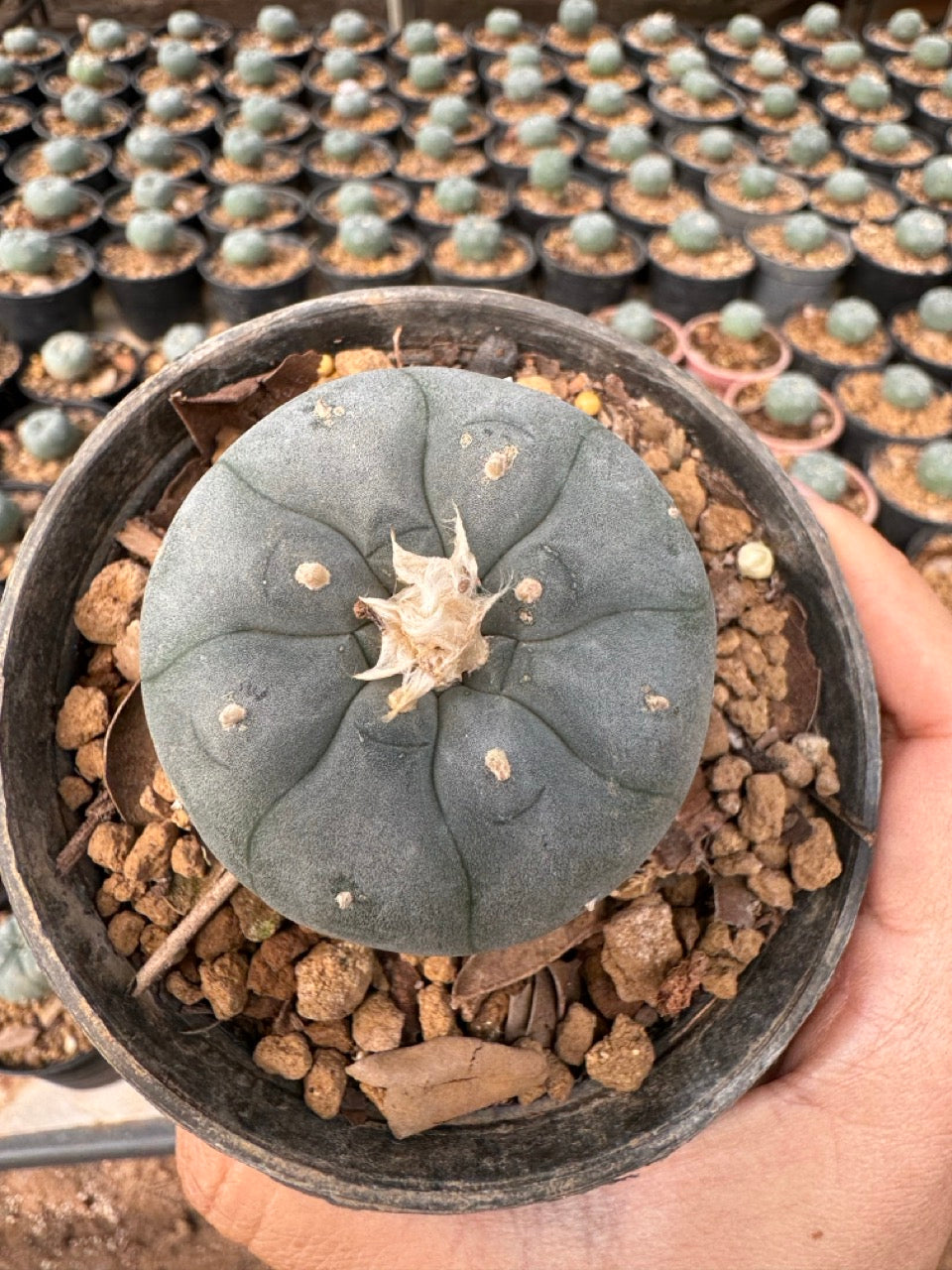 Lophophora williamsii – Peyote Cactus (6–7 cm, Own Root)