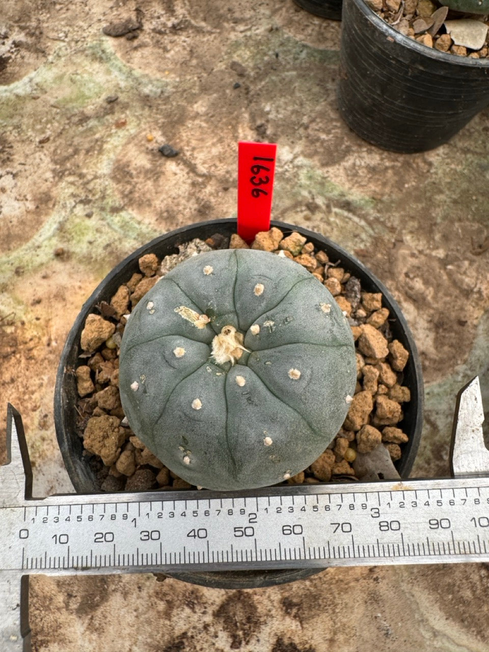 Lophophora williamsii – Peyote Cactus (6–7 cm, Own Root)