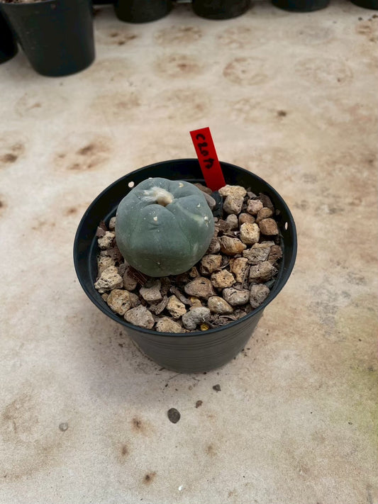 Lophophora williamsii – Peyote Cactus (3-4 cm, Own Root)