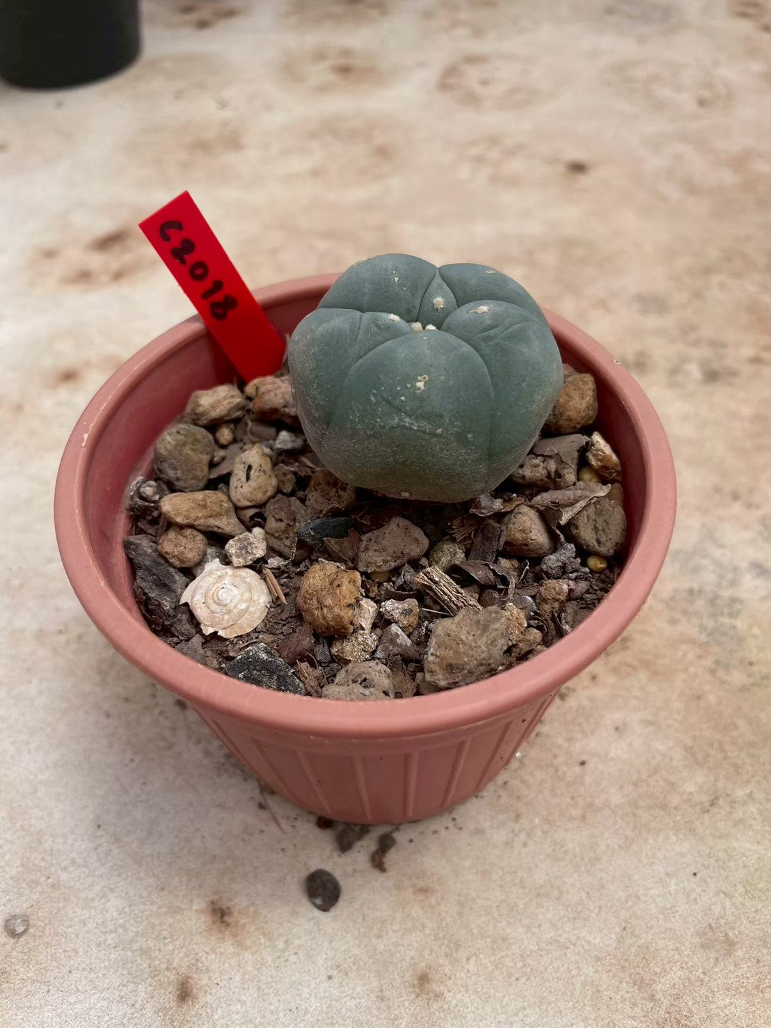 Lophophora williamsii – Peyote Cactus (3-4 cm, Own Root)