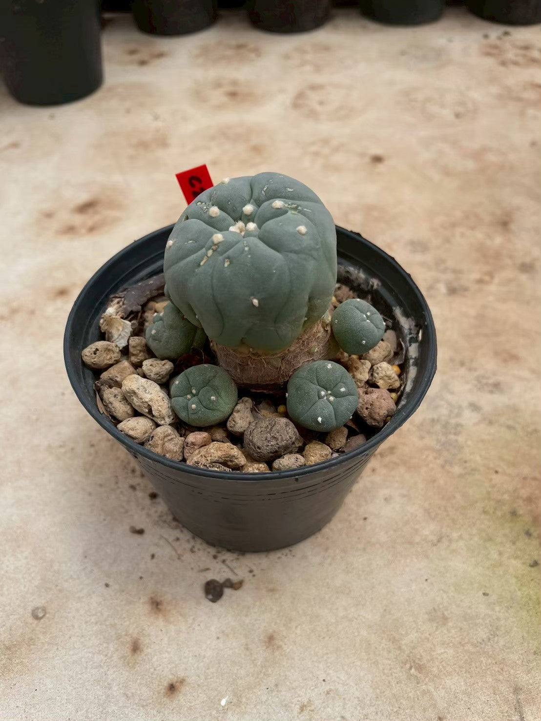 Lophophora williamsii – Peyote Cactus (3-4 cm, Own Root)
