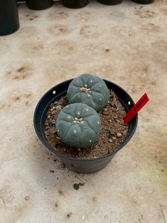 Lophophora williamsii – Peyote Cactus (3-4 cm, Own Root)