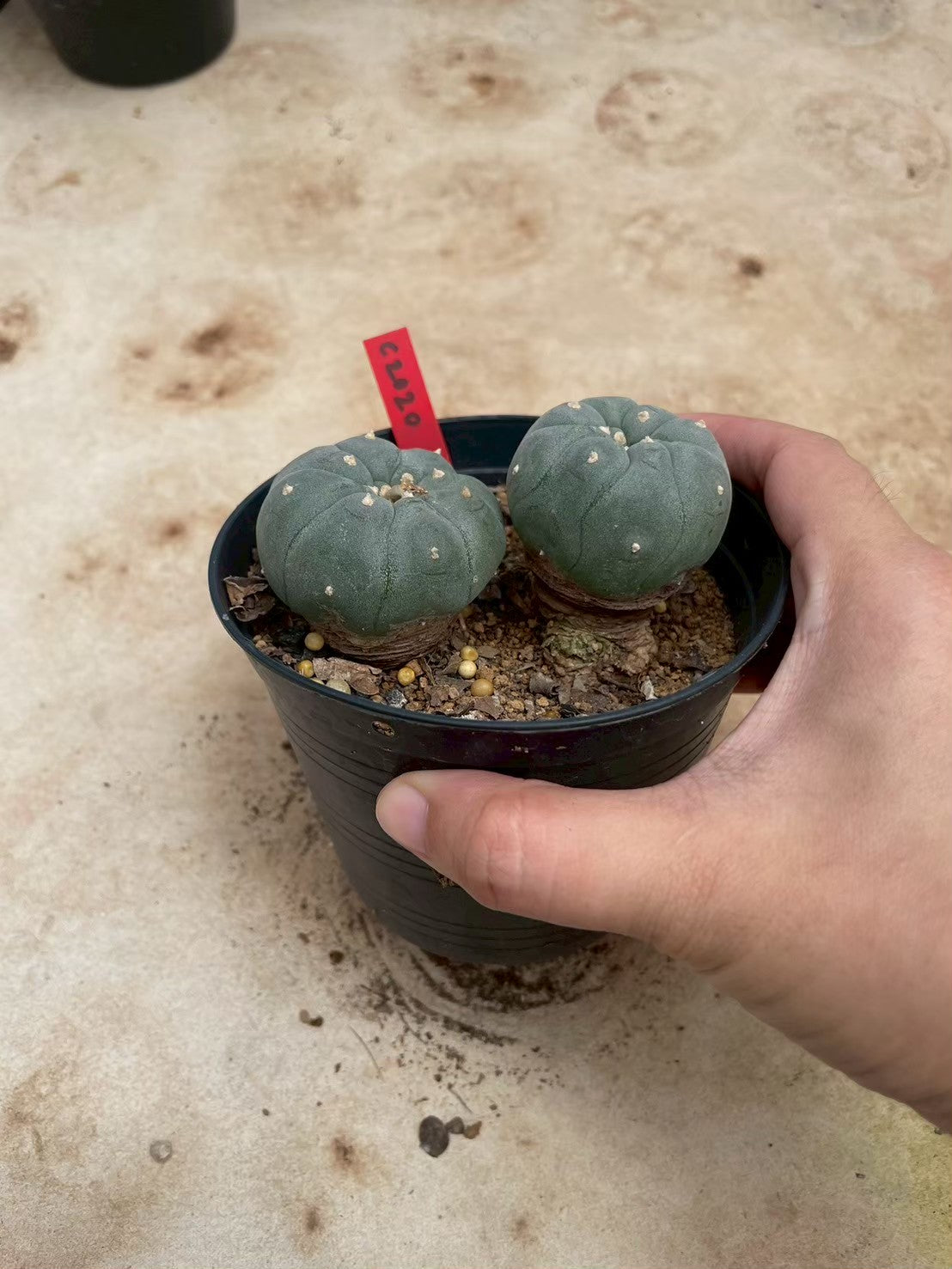 Lophophora williamsii – Peyote Cactus (3-4 cm, Own Root)