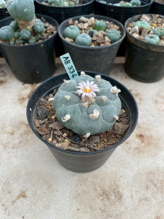 Lophophora williamsii – Peyote Cactus (3-4 cm, Own Root)