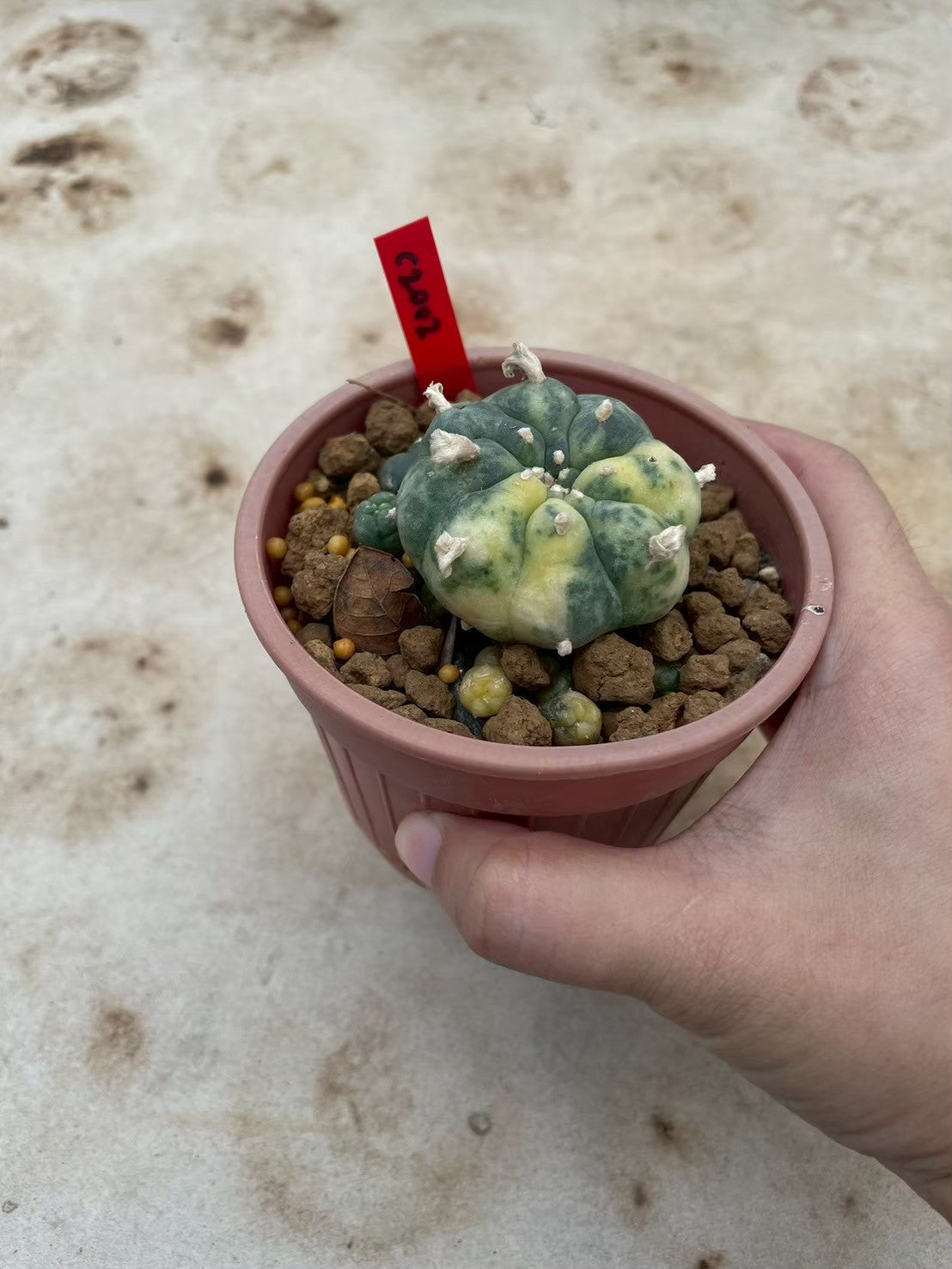 Lophophora williamsii variegata – Peyote Cactus (3-4 cm, Own Root)
