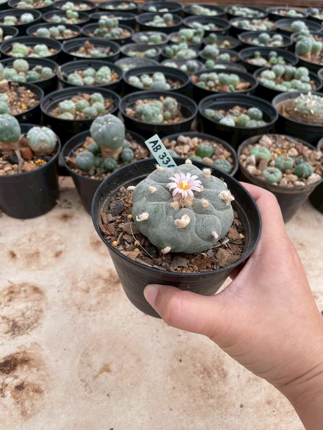 Lophophora williamsii – Peyote Cactus (3-4 cm, Own Root)