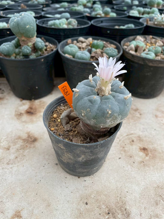 Lophophora williamsii – Peyote Cactus (3-4 cm, Own Root)