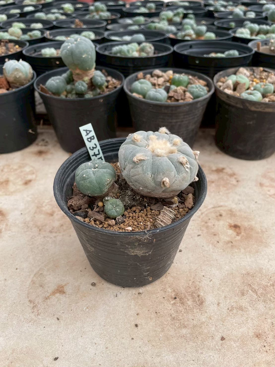 Lophophora williamsii – Peyote Cactus (3-4 cm, Own Root)