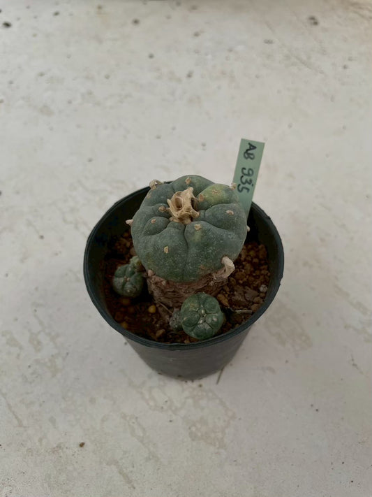 Lophophora williamsii variegata – Peyote Cactus (3-4 cm, Own Root)