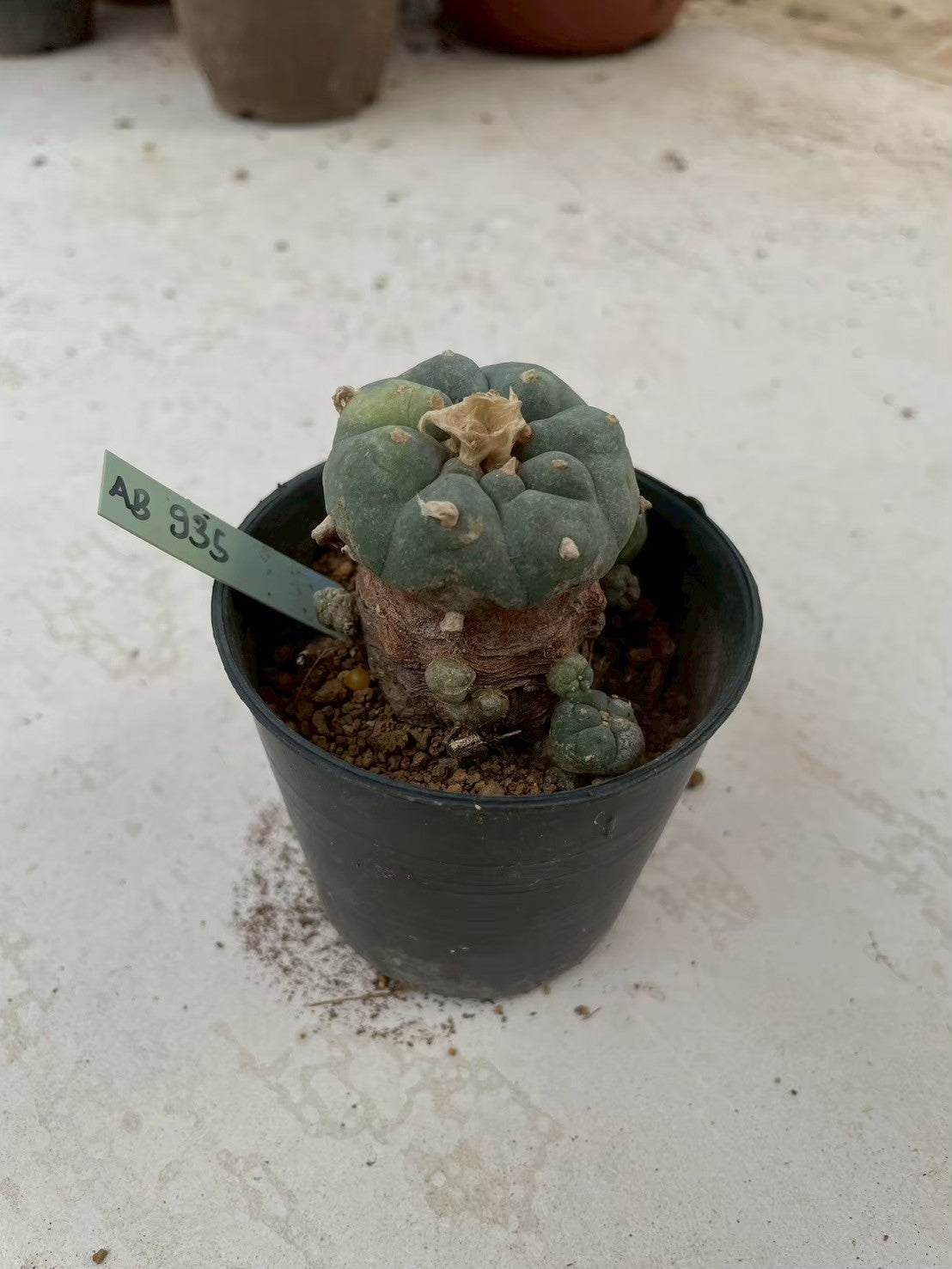 Lophophora williamsii variegata – Peyote Cactus (3-4 cm, Own Root)