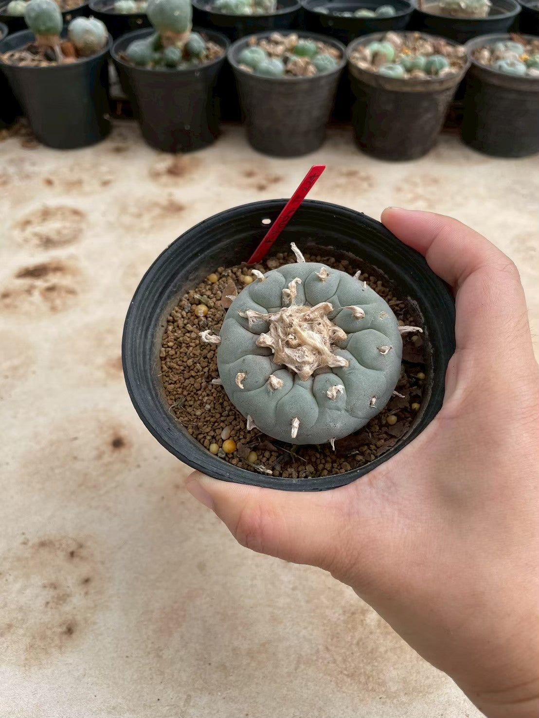 Lophophora williamsii – Peyote Cactus (3-4 cm, Own Root)