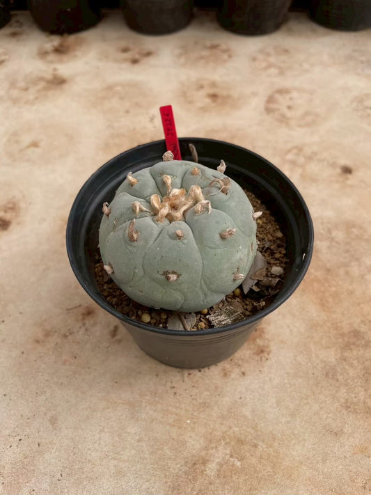 Lophophora williamsii – Peyote Cactus (3-4 cm, Own Root)