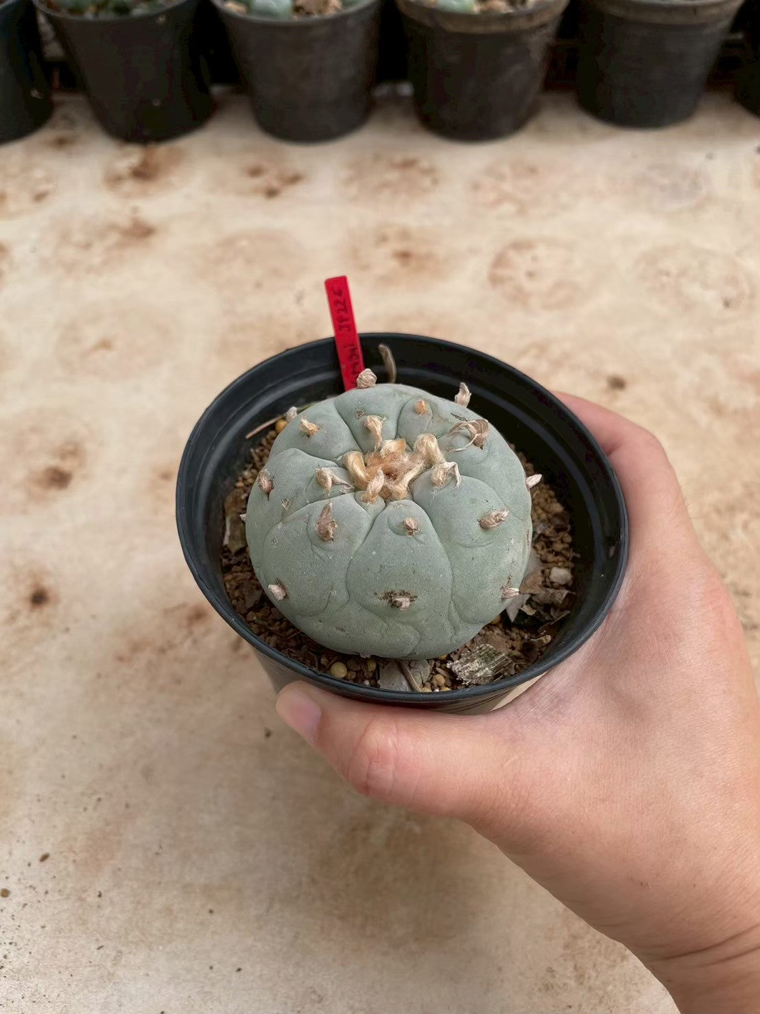 Lophophora williamsii – Peyote Cactus (3-4 cm, Own Root)