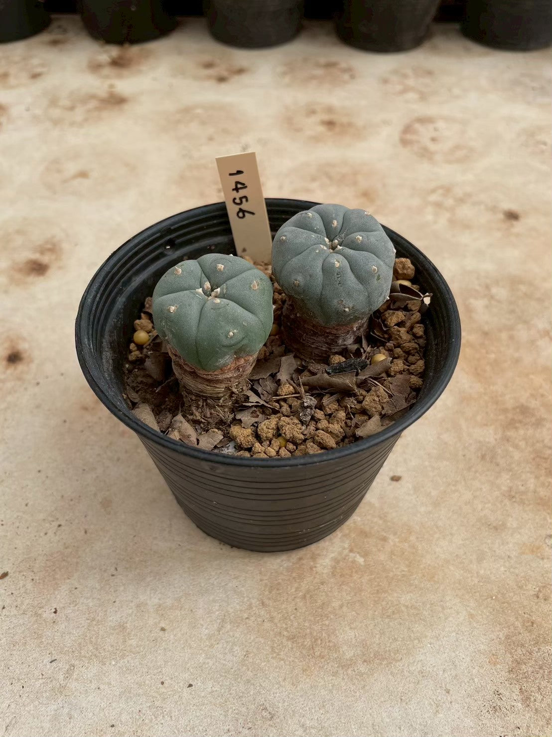 Lophophora williamsii – Peyote Cactus (3-4 cm, Own Root)