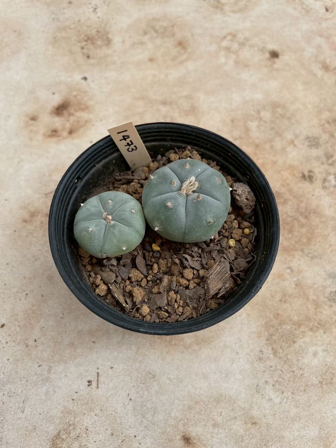 Lophophora williamsii – Peyote Cactus (3-4 cm, Own Root)