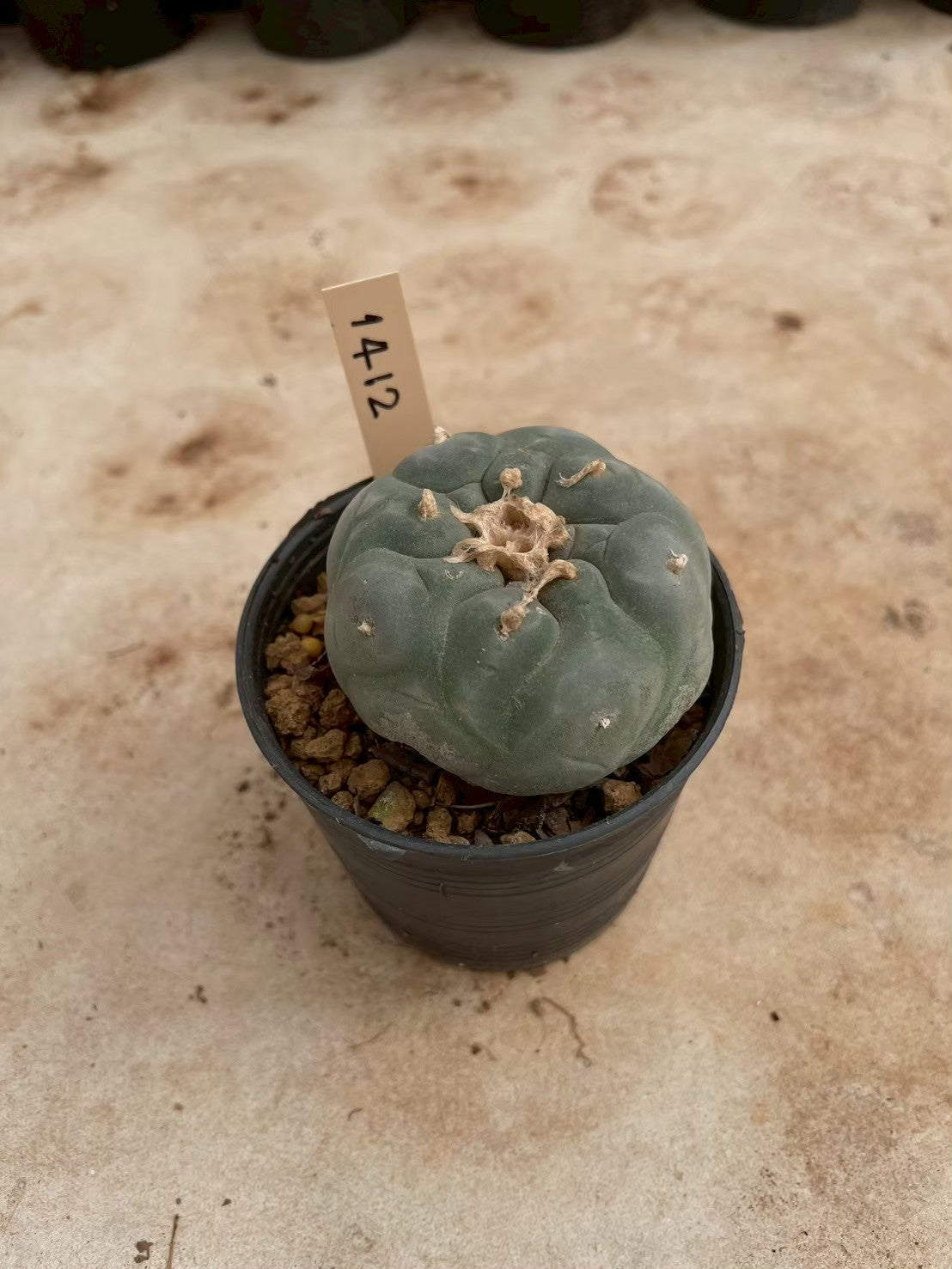 Lophophora williamsii – Peyote Cactus (3-4 cm, Own Root)